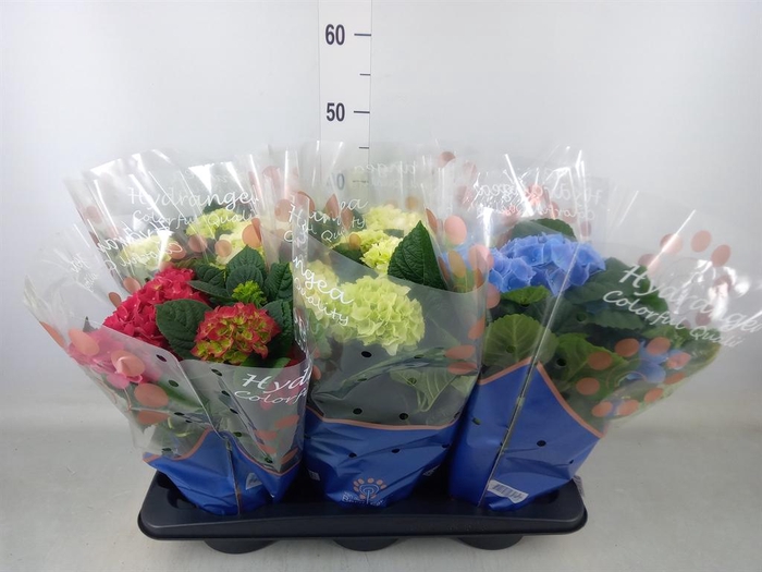 <h4>Hydrangea mac.   ...mix</h4>