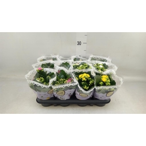 Kalanchoe blos.   ..rosebud mix  5