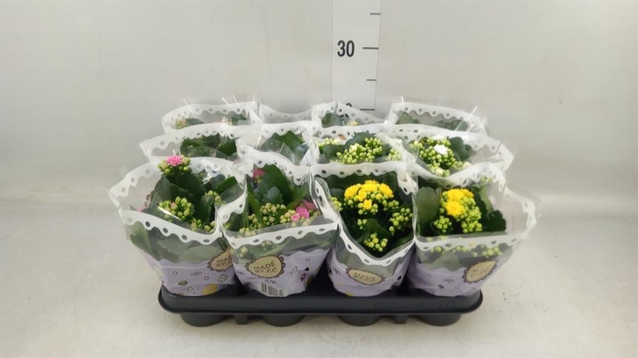 <h4>Kalanchoe blos.   ..rosebud mix  5</h4>