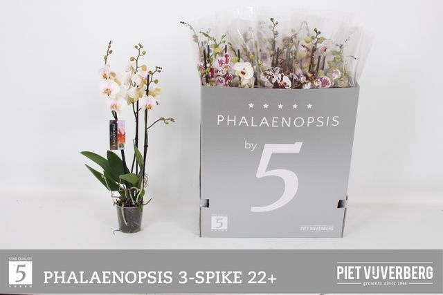 <h4>Phal Ov Wit</h4>