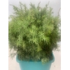 GARLAND WACHOLDER (JUNIPER)