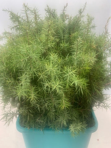 GARLAND WACHOLDER (JUNIPER)