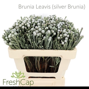 BRUN LAEVIS