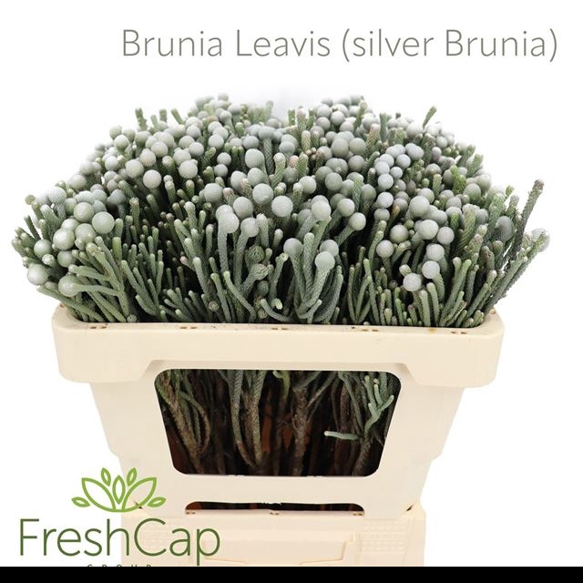 BRUN LAEVIS