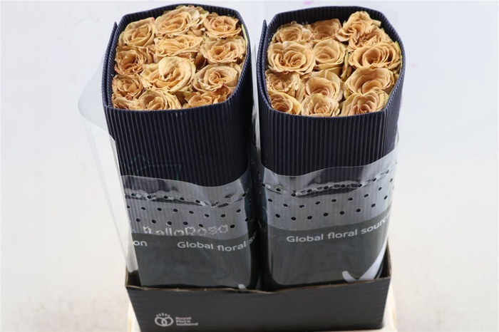 <h4>R Gr Toffee</h4>