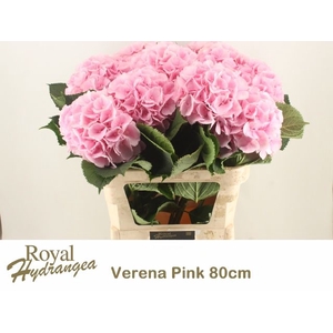 HYDR M CH VERENA