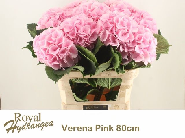 <h4>HYDR M CH VERENA</h4>