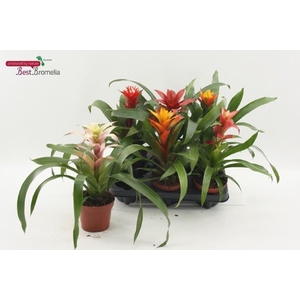 BROMELIA GEM