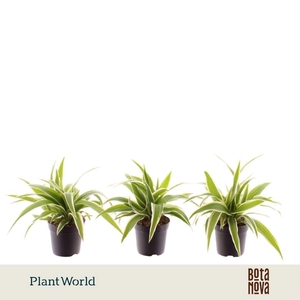 Chlorophytum Ocean