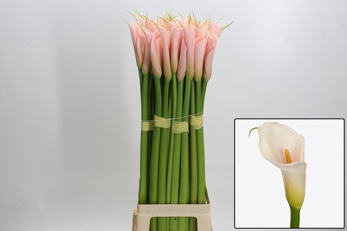 <h4>ZANT AE EYD SALMON</h4>