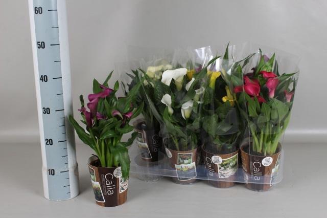 <h4>ZANT GEM 6 KL</h4>