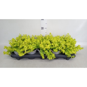 Lysimachia nummularia 'Aurea'