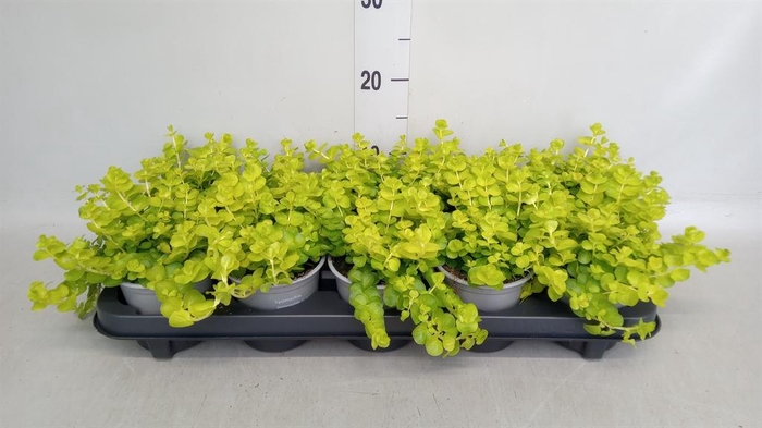 <h4>Lysimachia nummularia 'Aurea'</h4>
