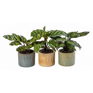 CALATHEA HYBRIDA p6 L 66029