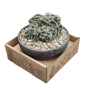 OPUNTIA TUNA CRESTATA - BASALT BOWL Ø 15 - IN BOX 15X15 CM (CACTUS)