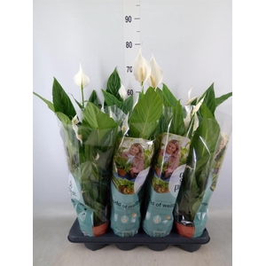 Spathiphyllum  'Sweet Chico'