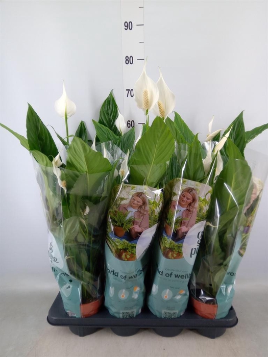 <h4>Spathiphyllum  'Sweet Chico'</h4>