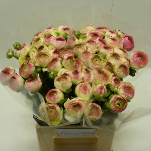 Ran Success Felicidade