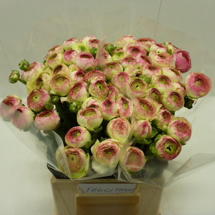 <h4>Ran Success Felicidade</h4>