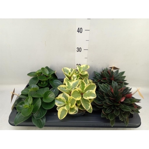 Peperomia   ...mix