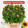 Helianthus Sunrich Orang