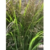 FREILAND PANICUM