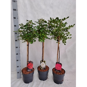 Roos op stam kleinbloemig P19 55cm mix