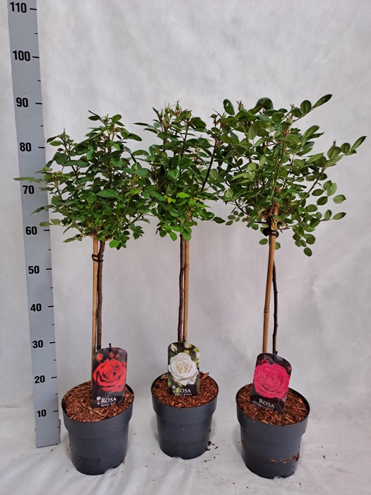 <h4>Roos op stam kleinbloemig P19 55cm mix</h4>