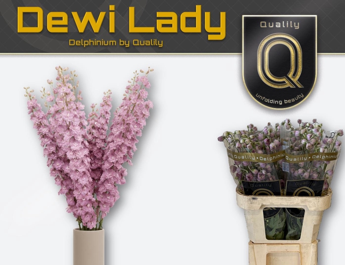 <h4>DELPH DU DEWI LADY 90CM X40</h4>