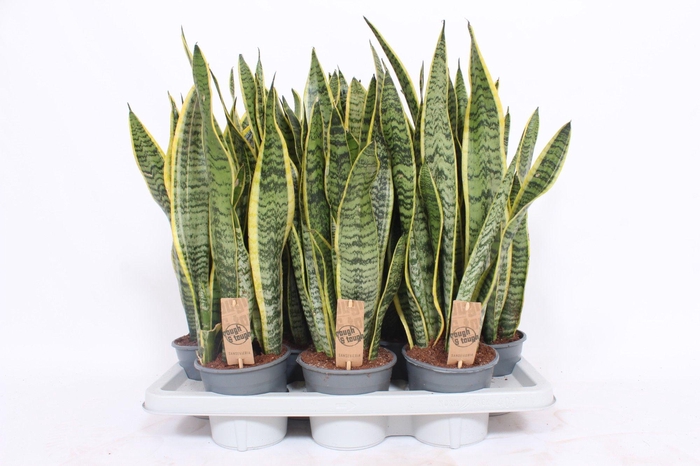 <h4>Sans Tri Laurentii</h4>