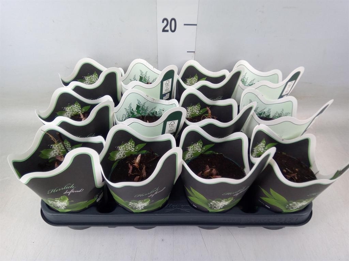 <h4>Convallaria majalis</h4>