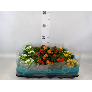Kalanchoe   ...