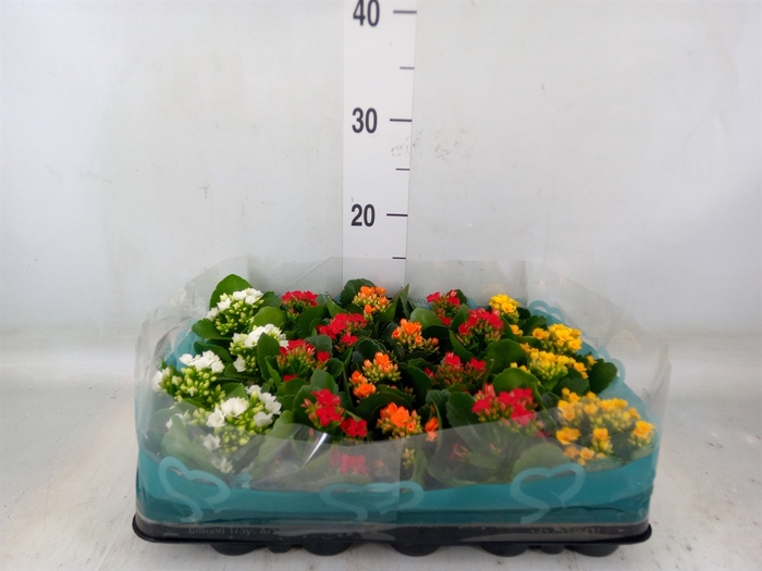 <h4>Kalanchoe   ...</h4>
