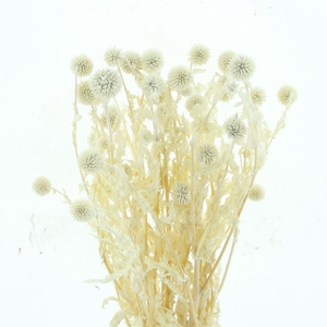 Pres Echinops Bleached White P Bnch