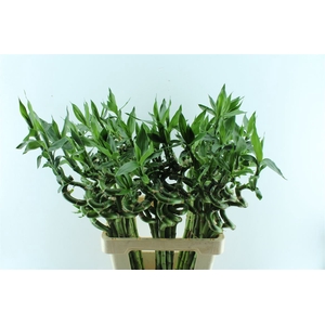 Drac S Lucky Bamboo 70cm