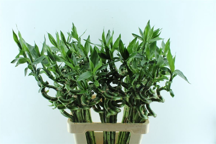 <h4>Drac S Lucky Bamboo 70cm</h4>