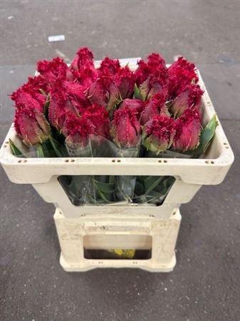 <h4>Tu Gefr Barbados</h4>