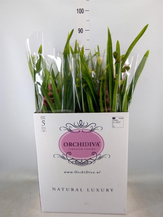 <h4>Cymbidium   ...mix</h4>