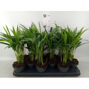 Dypsis lutescens   ...Chrysalidoca