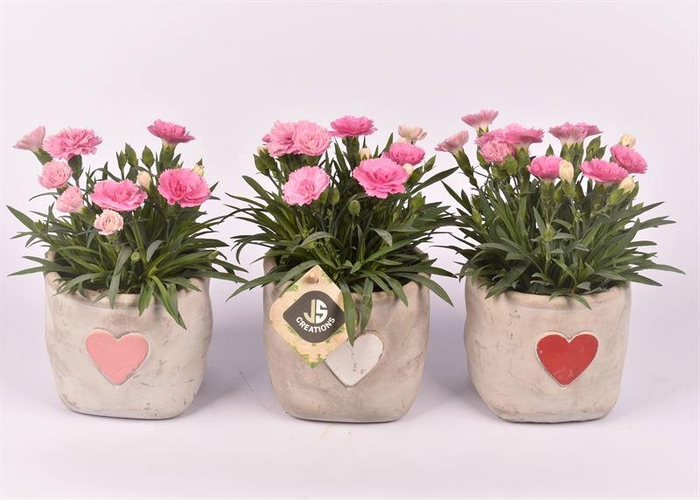 <h4>Cement potje met hart 11cm</h4>
