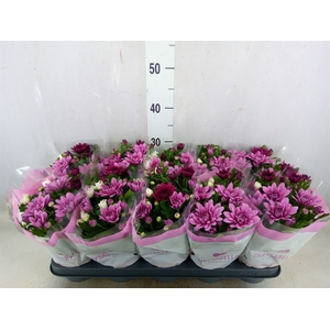 Chrysanthemum   ..mix/pot