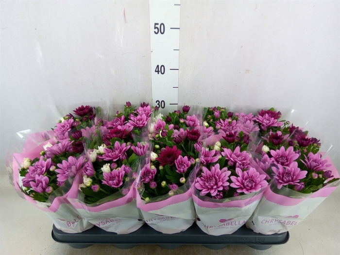 <h4>Chrysanthemum   ..mix/pot</h4>