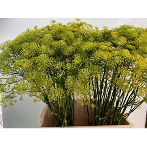 ANET GRAVEOLENS