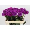 Dahlia Purple Fox
