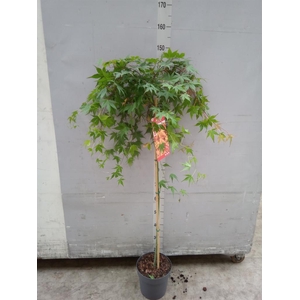 Acer palmatum