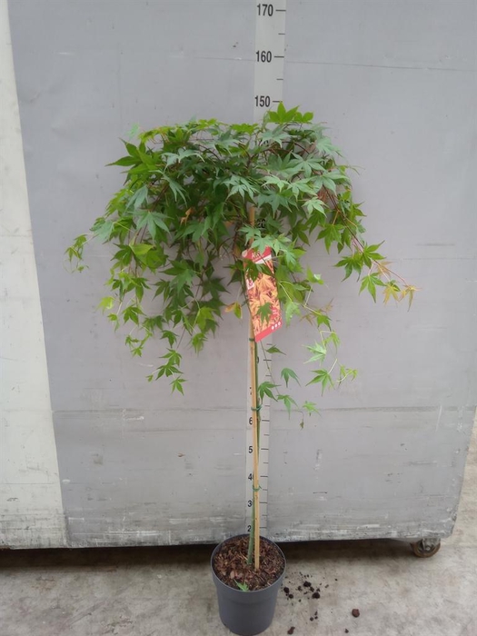 <h4>Acer palmatum</h4>