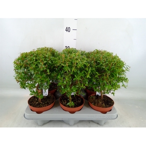 Myrtus communis