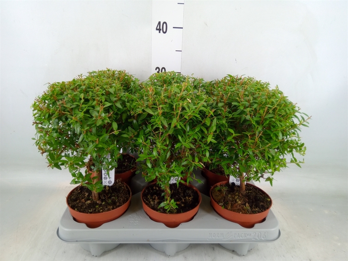 <h4>Myrtus communis</h4>