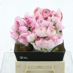 Ran Su Sr Hanoi Pink