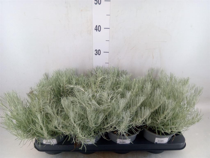 <h4>Helichrysum italicum</h4>